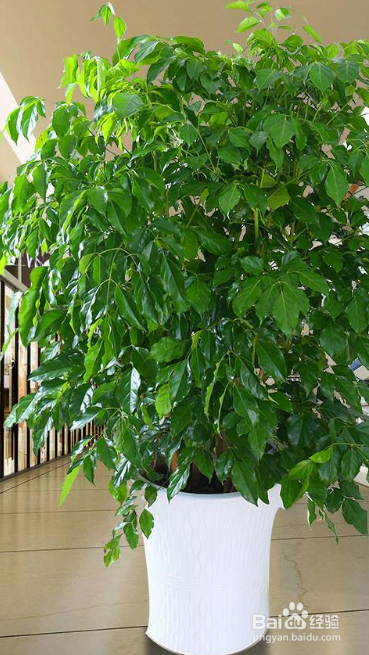 室内幸福树怎么养才能更旺盛