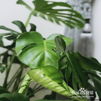 龟背竹盆栽黄叶怎么办