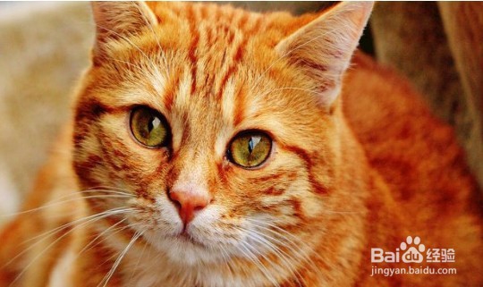 猫皮癣怎么治疗?