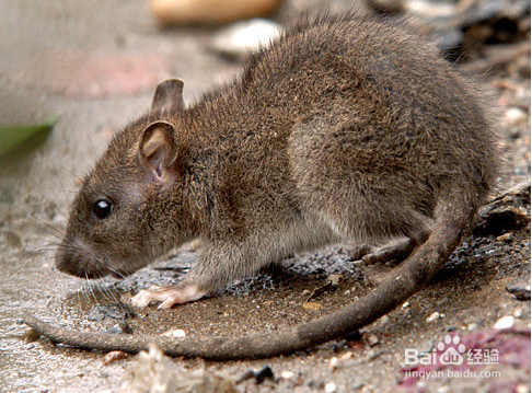 老鼠为什么要不停的咬东西