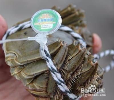 怎么分辨市场上的真假阳澄湖大闸蟹