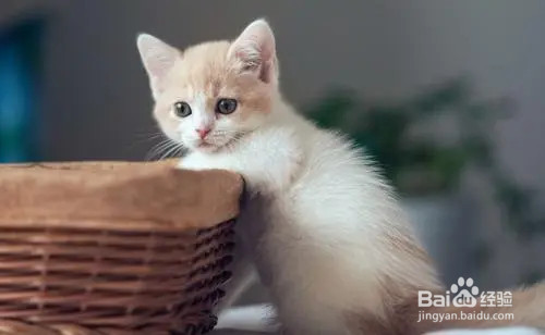 小猫护食特别凶怎么办