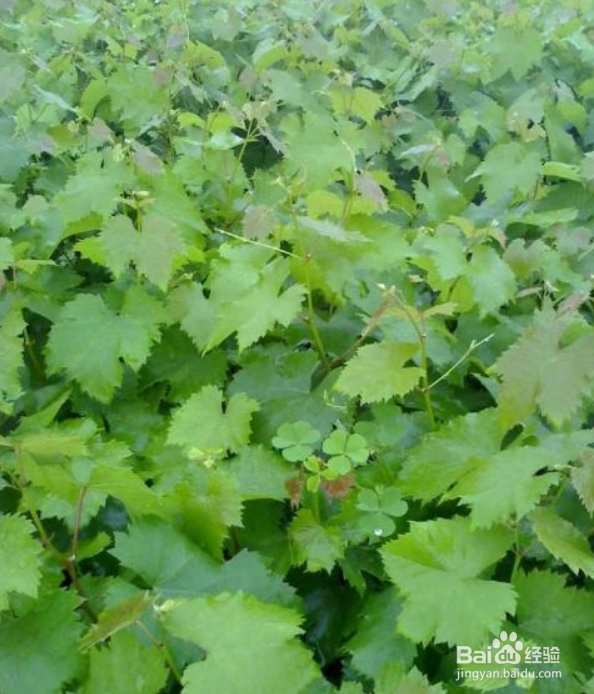 新栽的葡萄苗第一年怎么管理