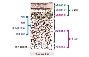怎么样敷面膜效果最好