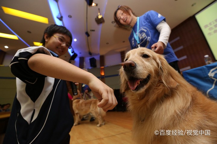 金毛如何训练上厕所