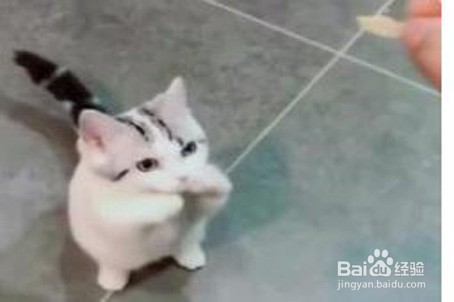 怎么训练猫