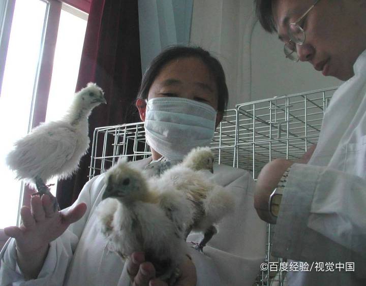 孕产妇能吃乌鸡吗