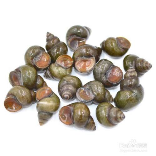 先将石螺用清水洗净,侵泡2日后,剪去尾尖,飞水冲洗后待用.