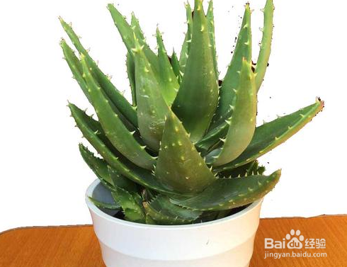 芦荟有哪些好处和坏处