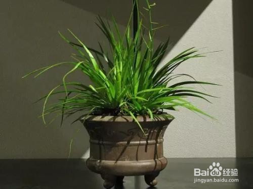 菖蒲用无孔盆怎么养