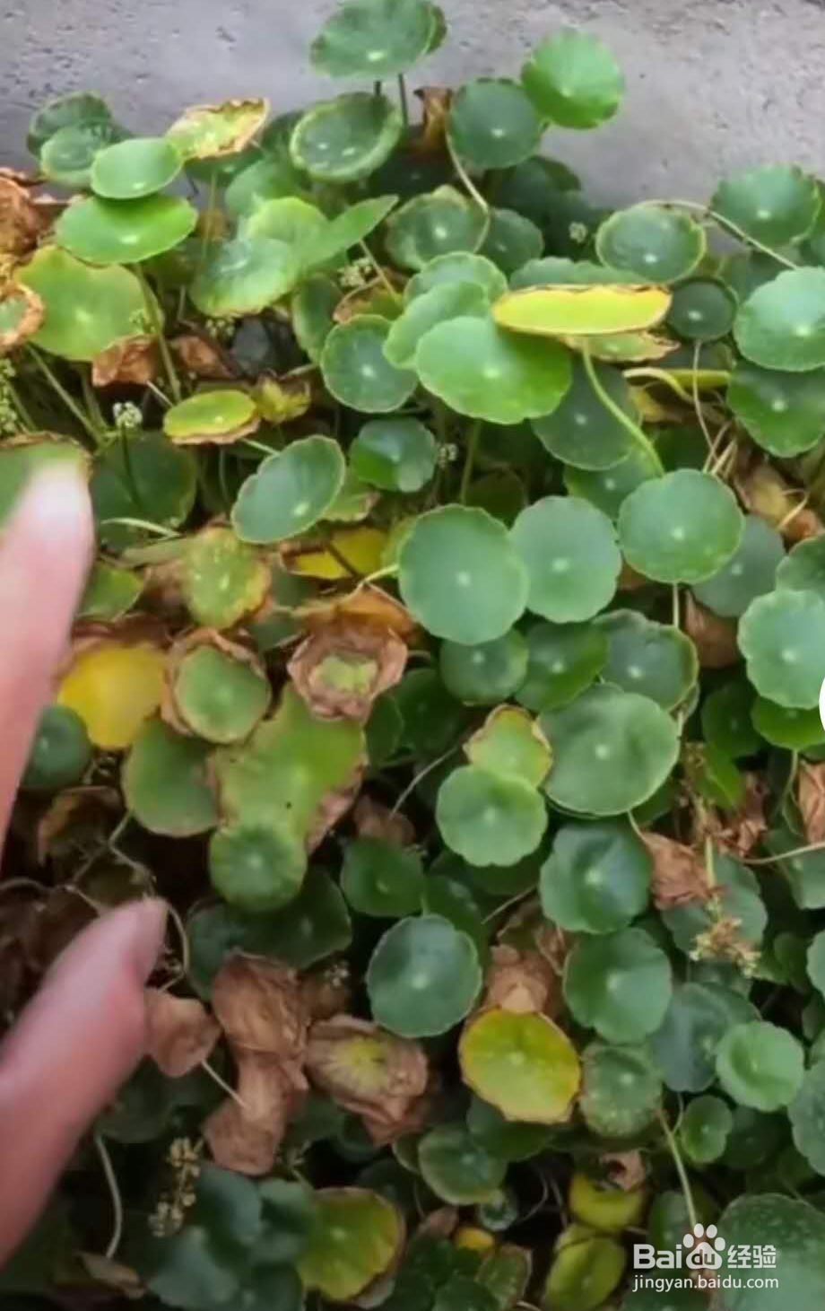 室外铜钱草怎么过冬