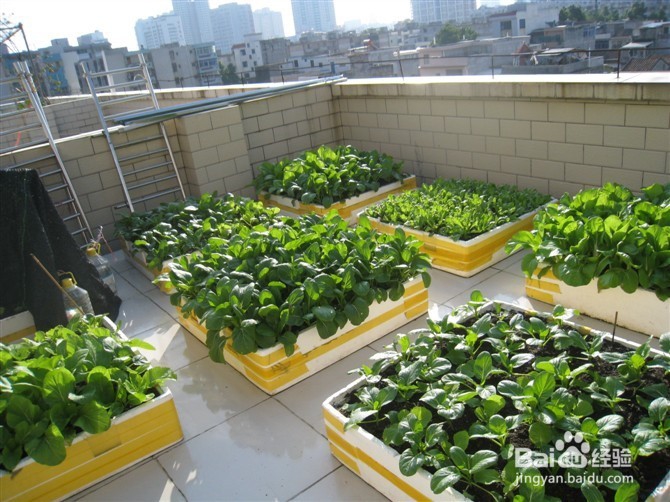如何打造一个屋顶田园