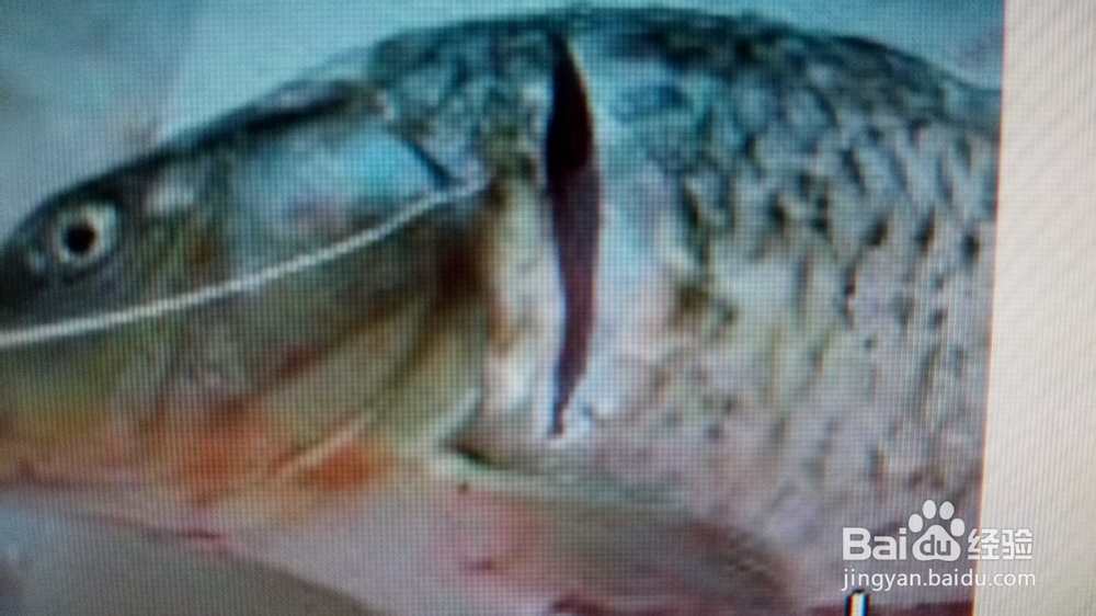 怎样做红烧鱼 好吃