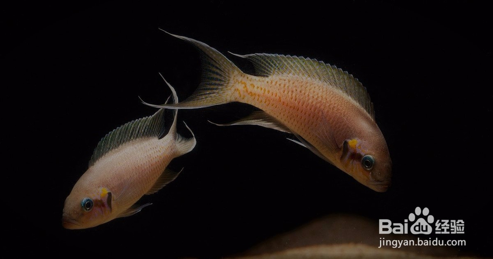 观赏鱼体质对疾病的抵抗力如何