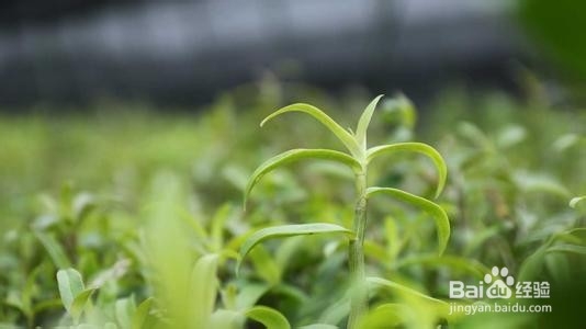 霍山石斛的养殖方法和注意事项