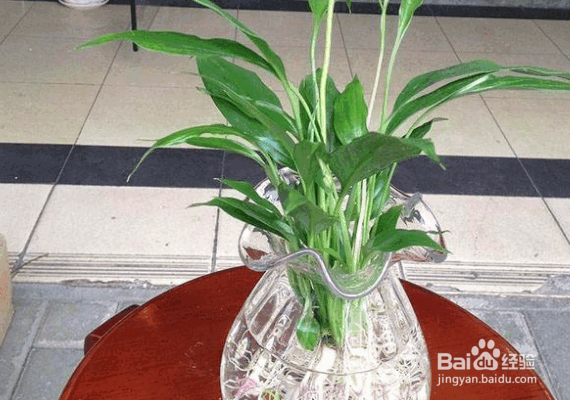 家庭养花治虫的方法