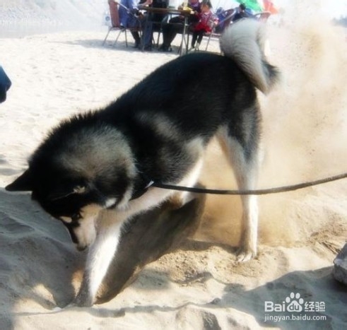 怎样教狗狗尿尿