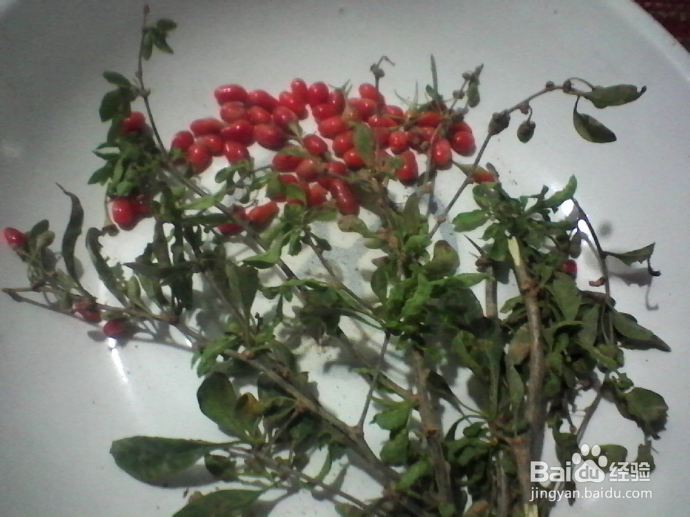 折纸剪贴画：[7]花花世界