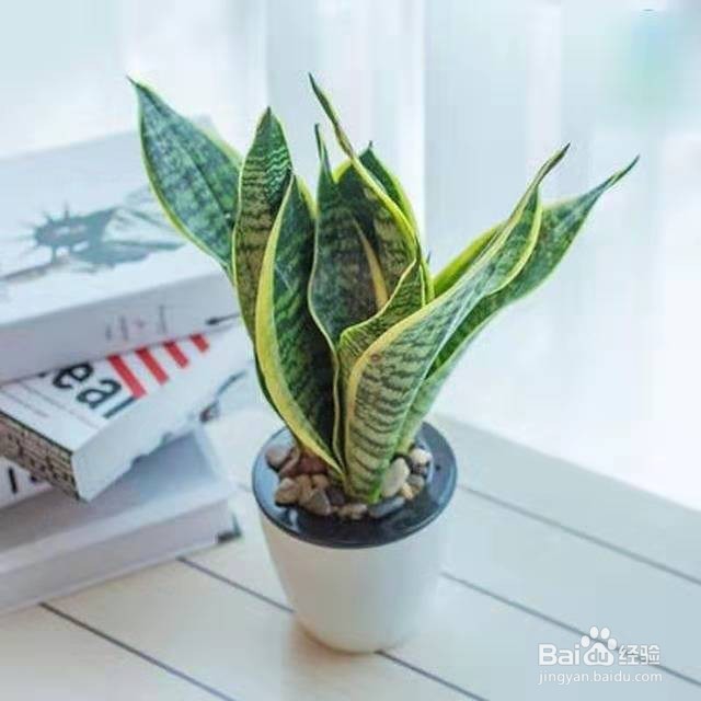 虎皮兰这样养护，不但长得高还能够开花哦！