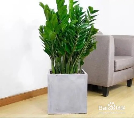 既大气又漂亮的大型绿植，非常适合在客厅中养护