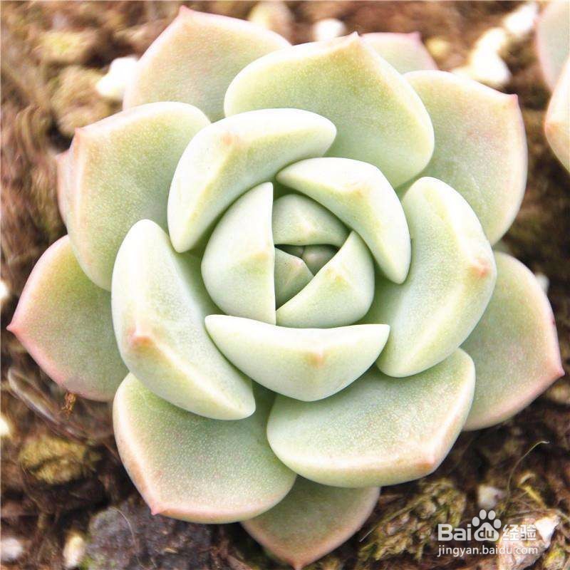 适合新手养的是多肉植物有哪些