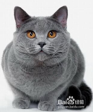 如何饲养英短蓝猫