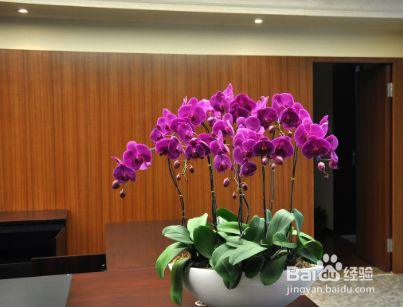 蝴蝶兰怎么养才会开花