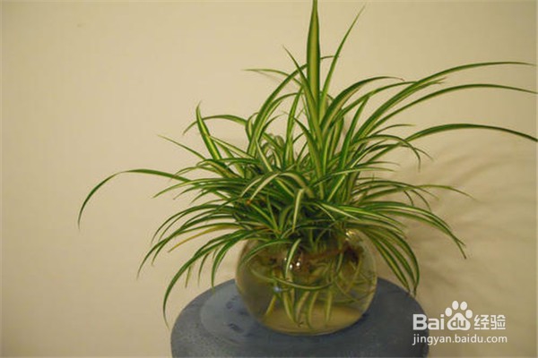 吊兰应该怎么养？