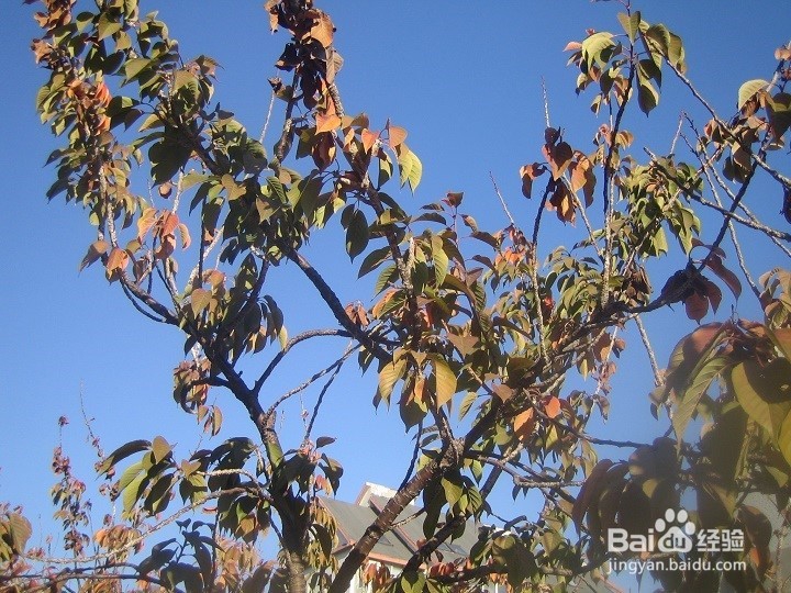 植物的种植要考虑车辆行驶的通道及停车位置