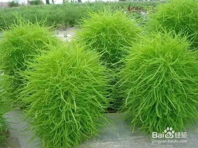 3种花长得像文竹,比文竹还好看好养