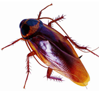 如何快速消灭蟑螂？