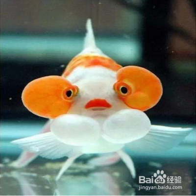 水泡眼金鱼要怎么养殖