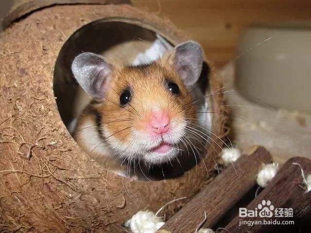 怎么做仓鼠才会信任你？