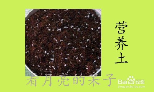 怎么种植和养殖花草