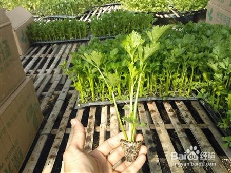 怎么种植无公害水芹菜
