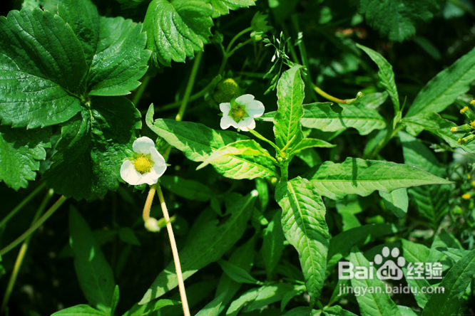 温哥华田园风情草莓采摘(组图)