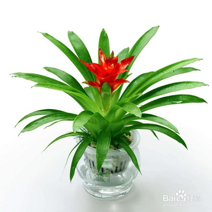 如何让鲜花保鲜更久？