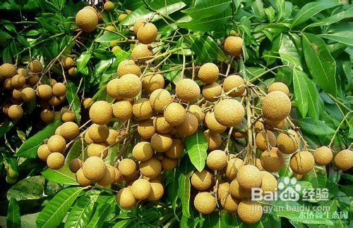 龙眼的功效和作用