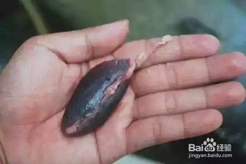 如何认知不宜食用的肉类