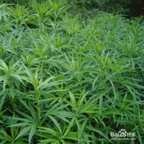 柳蒿的培育方法和注意事项