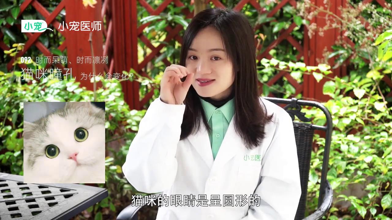 猫咪瞳孔为什么会变化
