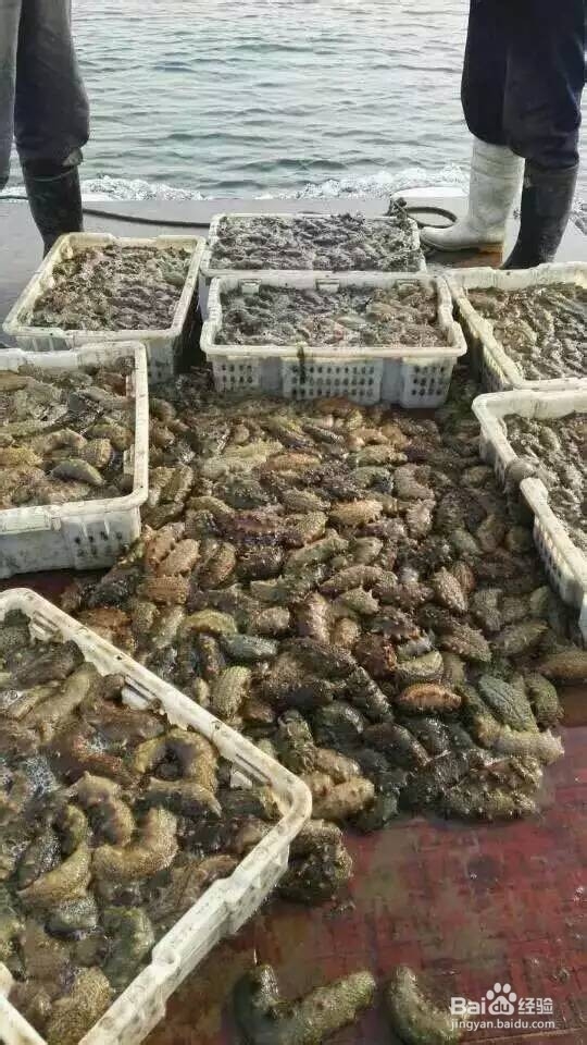 如何挑选海参