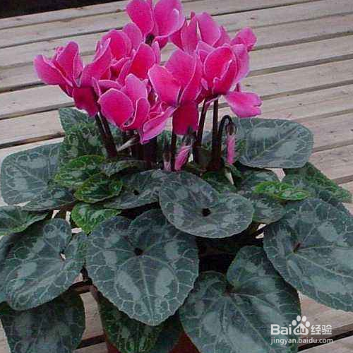 仙客来叶子变黄了怎么办？