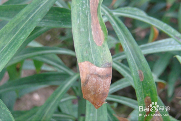 百合花的养殖方法.