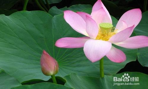 2013寿光荷花节旅游攻略