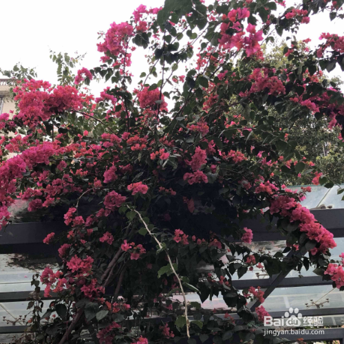 绿罗兰如何盆栽养殖