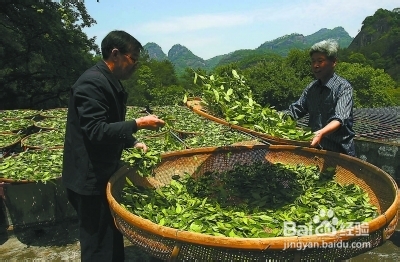 武夷岩茶独特的制作工艺