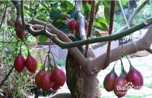 怎样种植树番茄