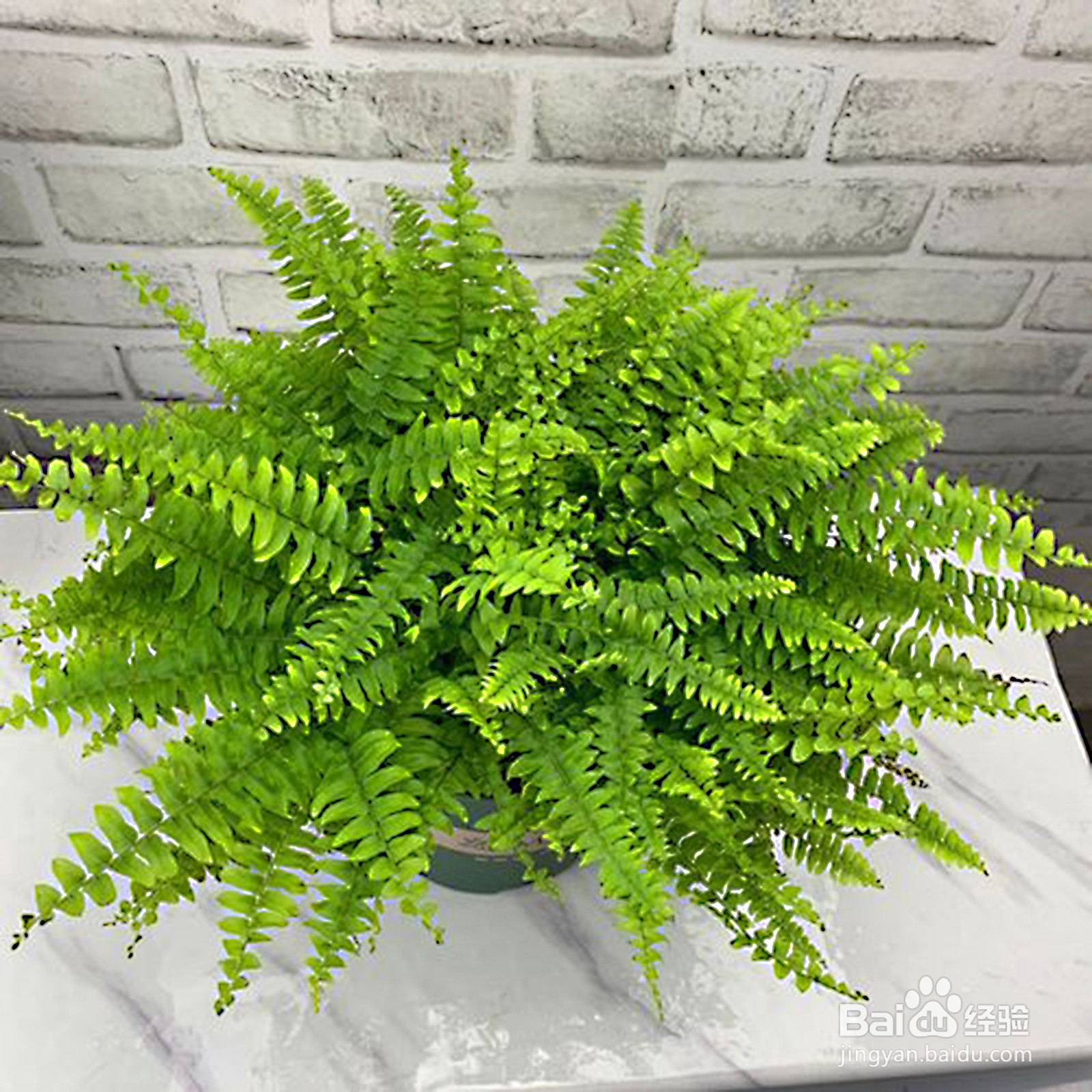 蕨类植物的养殖方法和注意事项