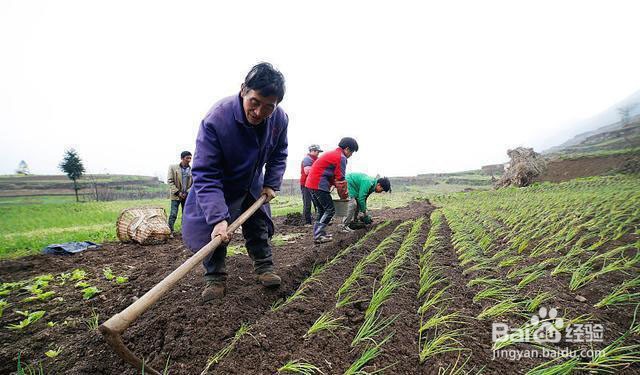香葱重茬病害的原因和香葱重茬病害的防治方法